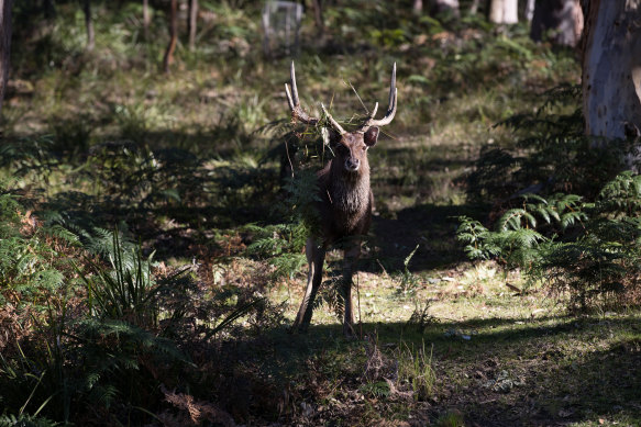 There are hundreds of wild deer in the Royal National Park. 