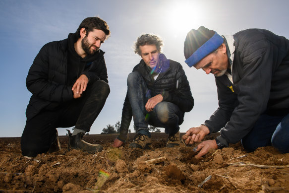 Finn Parker (left), Professor Peter Banks and farmer Peter Rayner survey a plot where researchers “camouflaged” the odour of wheat seeds and significantly reduced damage from mice.