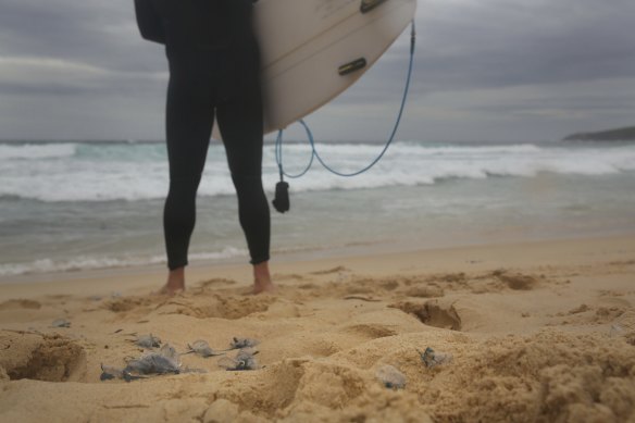 A surfer stands among stranded bluebottles at Maroubra.