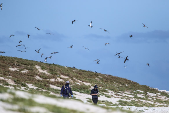 Field workers looking out for a dangerous strain of bird flu in migratory birds.