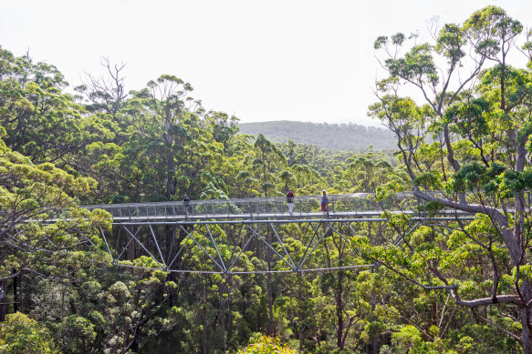 The treetop walk attracts 140,000 people a year. 