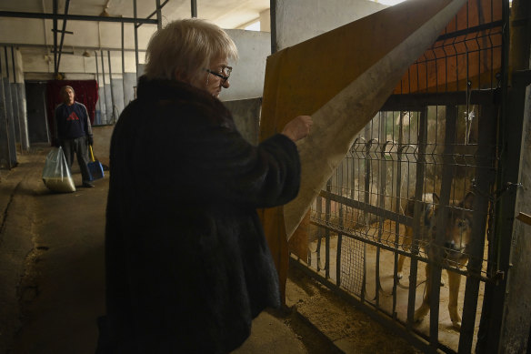 Zaporizhzhia Circus director Tamara Zubko checks on a wolf.