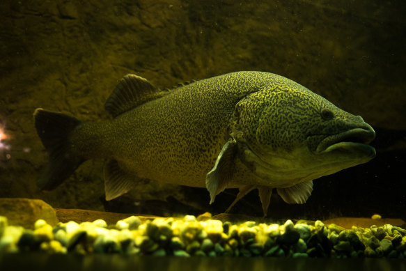 The Murray cod is one Australian species, along with silver perch and Australian bass, that evolved to migrate long distances in the country’s waterways - a life plan that has been made much more difficult by dams and other obstructions.