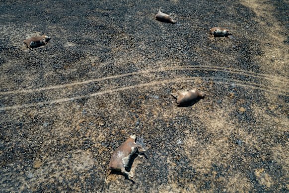 Cattle perished in the forest fire near Terip Terip.