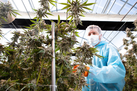 Australian Natural Therapeutics Group CEO, Matthew Cantelo, surrounded by cannabis that is about to be harvested.