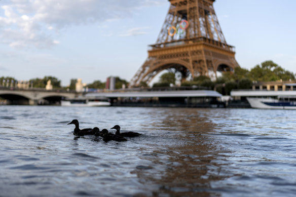 Ducks swim along the Seine in front of the Eiffel Tower during the 2024 Summer Olympics.