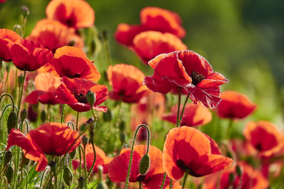 Poppies ... the flowers of remembrance can also bring unbridled joy.