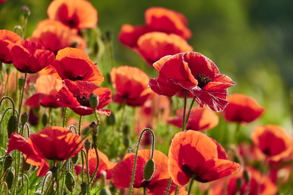 remembrance poppy flower