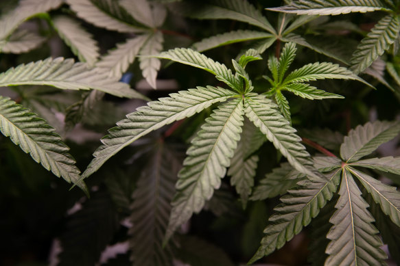 Medicinal cannabis helps with pain relief.