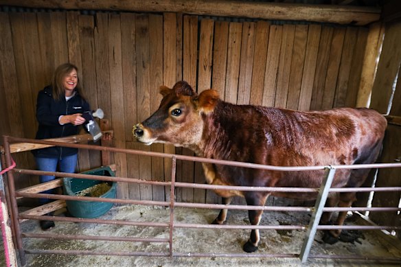 Darlington takes a breath sample from Soy, the Jersey cow. 
