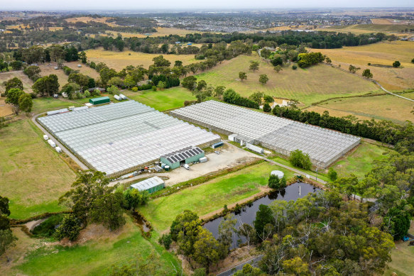 The greenhouses set up on the Officer property where bountiful crops of medicinal marijuana were grown. 