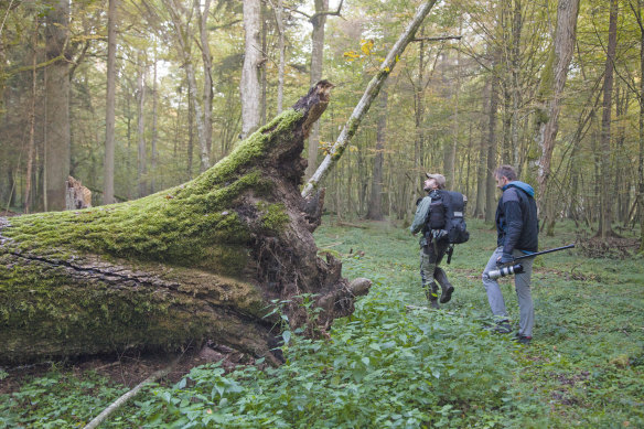 Bialowieza Forest, Poland.