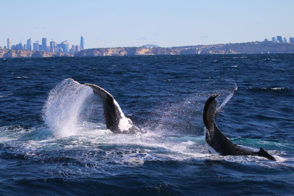 A photo taken by Vanessa Pirotta of humpback whales off Sydney in July 2020.