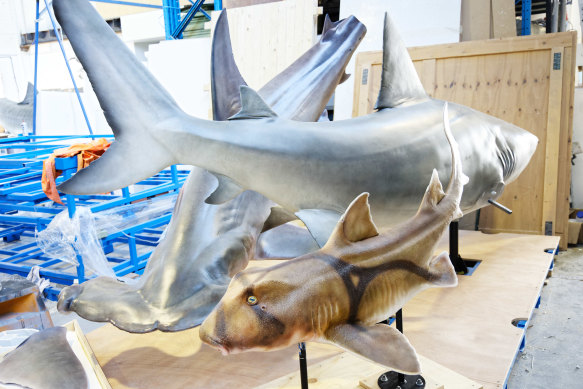 Browne’s Perth studio collaborated with the museum to create 11 life-size shark models.