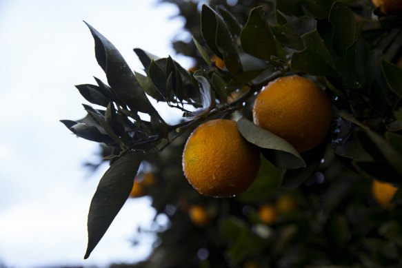 La Niña has smashed Costa Group’s citrus crops.