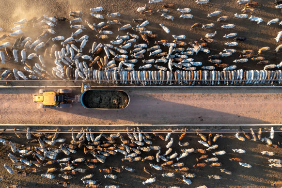 Cattle are fed at the Coomalie Holding Depot in the Northern Territory.