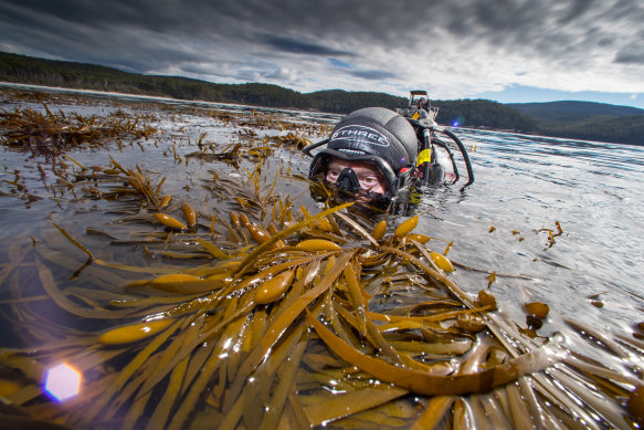 Giant kelp expert Dr Cayne Layton conducting field work at Fortescue Bay. 