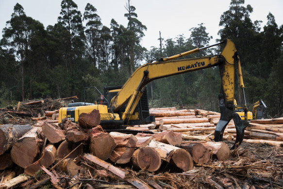 A logging coupe near Huonville, south-east Tasmania.