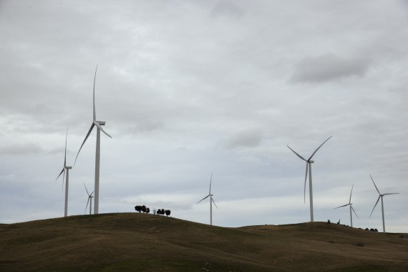 Wind turbines tower over cattle on property owned by Charlie Prell near Crookwell in NSW.