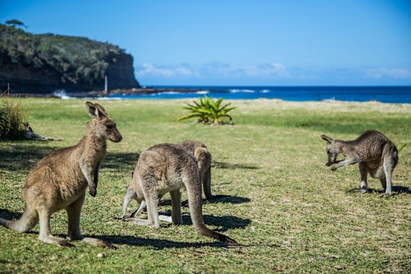 The welcoming committee at Pebbly Beach.