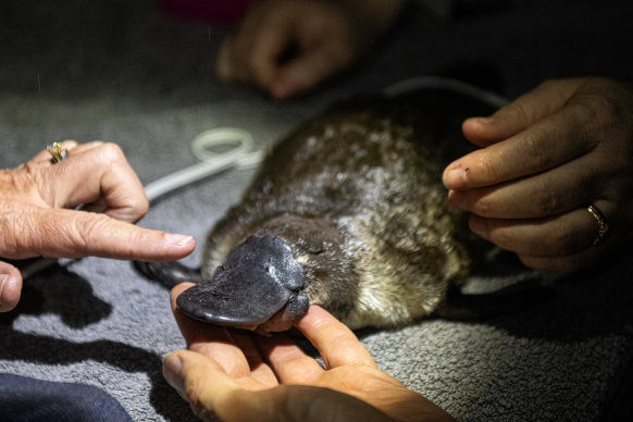 Delphi the platypus having a check-up before being released back into the Hacking River in the Royal National Park on Saturday night.