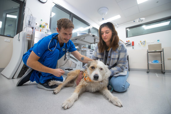 Sadie, pictured with Dr Liam Donaldson and owner Sharni Bruce, is going to give animal blood to a vet hospital. 