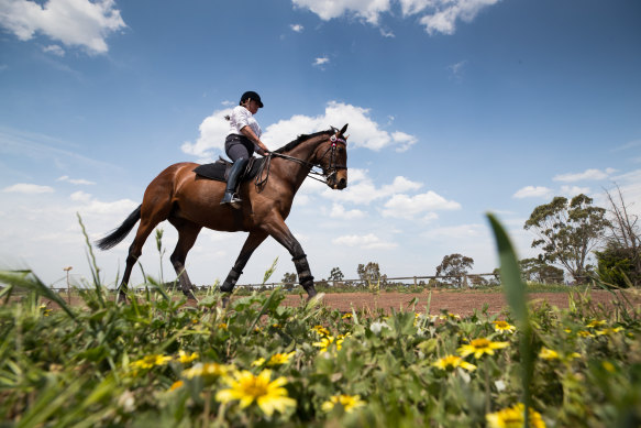 Precedence practices his dressage routine with re-trainer Fiona McIntyre on board in Geelong. 