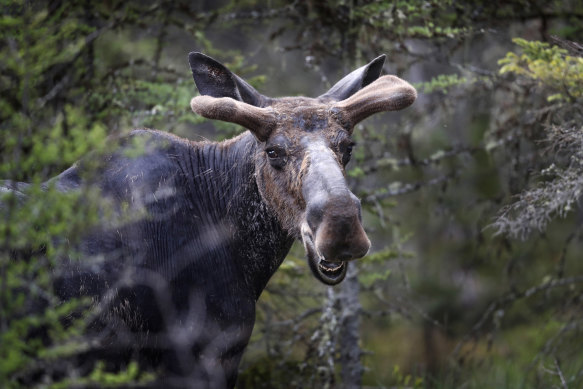 Canadian authorities are warning drivers not to let moose lick their cars.