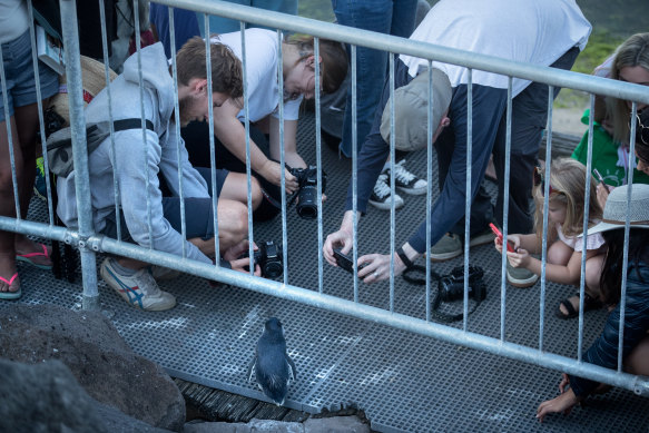 The St Kilda penguins became a drawcard for large crowds. 