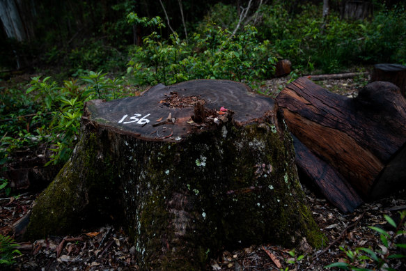 The stump of a likely brushbox tree felled in the Wild Cattle Creek State Forest on the Dorrigo Plateau in northern NSW. The painted number may indicate that the tree is among those being investigated by the Environment Protection Authority for being in breach of logging rules.