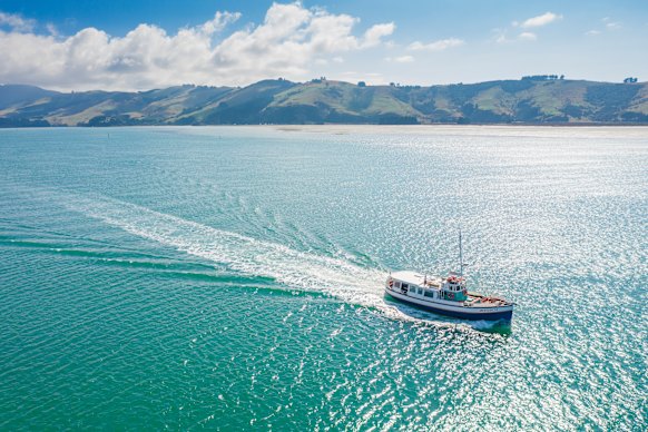 The MV Monarch tours one of New Zealand’s richest marine ecosystems.