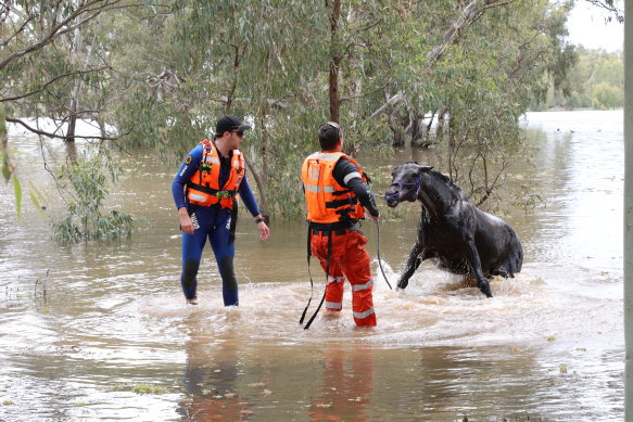 NSW SES members rescue a horse at Forbes on Friday.