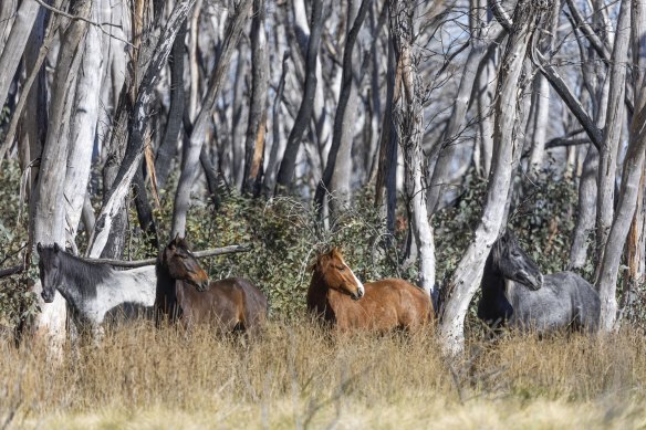 Feral horses near Long Plain in Kosciuszko National Park in October last year.