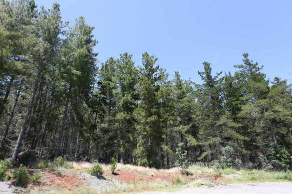 Bush at Mount Canobolas, close to where Esther Wallace went missing.