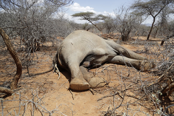 An elephant, that was killed by Kenya Wildlife Service rangers after it killed a woman as it was looking for water and food amid the drought, lies in Loolkuniyani, Samburu County in Kenya, last month.