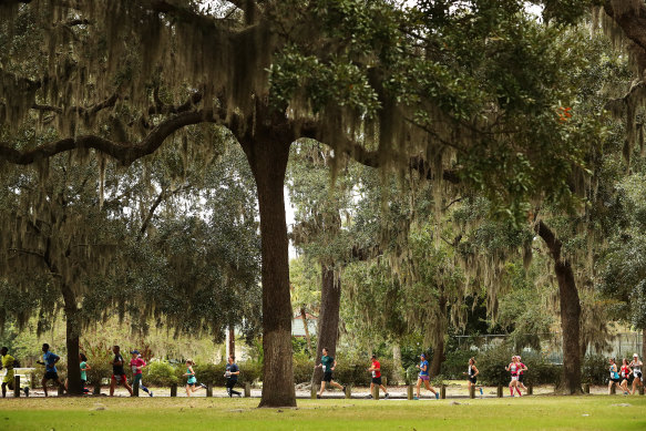 Evergreen oaks in Savannah’s Daffin Park, where this year’s tree-climbing championship is taking place.