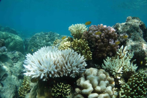 Lizard Island, north of Cairns, is showing corals beginning to bleach amid sustained warm waters.