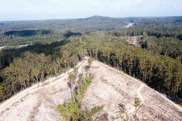 Aerial view of a hardwood plantation in Newry State Forest near the proposed Great Koala National Park.