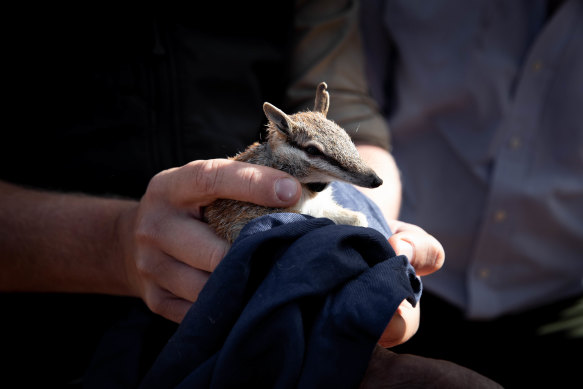 One of the five numbats that were released during a visit by NSW Environment Minister, Matt Kean, and traditional owners, within a fenced area of the Mallee Cliffs National Park, where all foxes and cats have been eradicated.