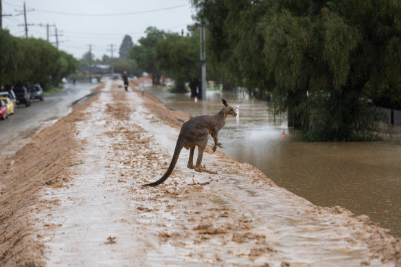 A kangaroo jumps through floodwaters near the NSW-Victoria border.