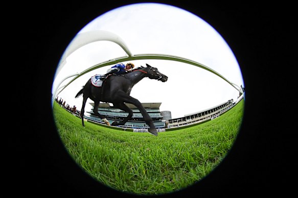 Sam Freedman says mudlark Punch Lane can handle three straight ...
