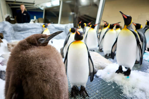 Pesto, Sea Life Melbourne Aquarium’s huge penguin superstar, weighs more than his parents combined. 