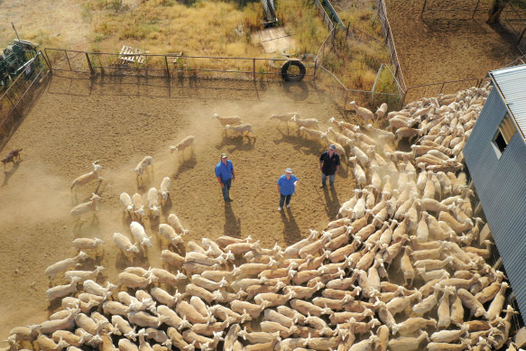 Collins has offered to lease the Tandarra farm from the Hockings.