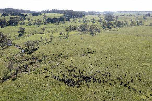 Wilmot has embraced regenerative farming, where cattle are moved between pastures daily.
