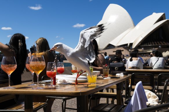 Drinks on the fly: The Opera Bar is an easy win for visiting tourists. Just watch out for the seagulls.