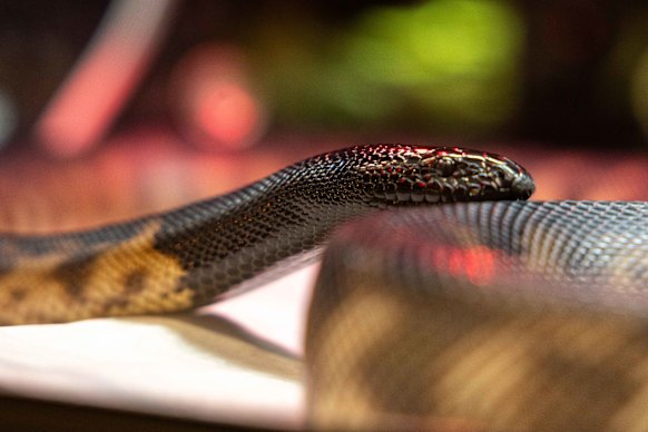 Abandoned reptiles are being taken care of by inmates at a western Sydney prison.