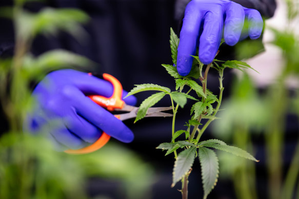 A worker on the first farm licenced in NSW to produce medicinal cannabis prunes a plant. 