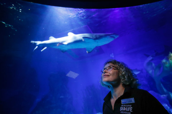 Aquarist Di Brandl with Mitchell, the Aquarium's only grey nurse shark.