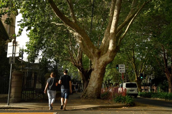 Scientists have studied which trees will struggle under warmer conditions, and plane trees, pictured in Surry Hills, are at risk.