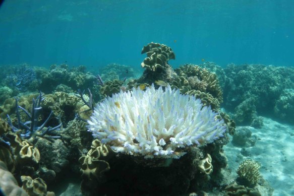 The Great Barrier Reef this year suffered its third mass coral bleaching event in just five years.